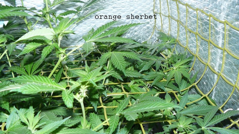 drobes 28 01 22 049