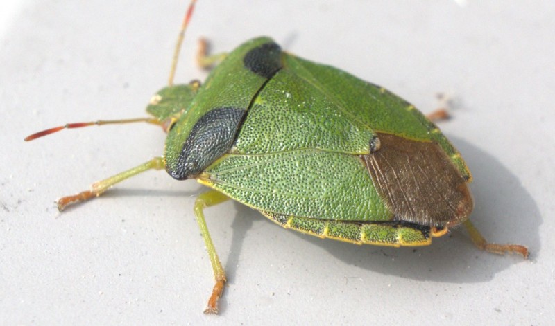 stinkbug