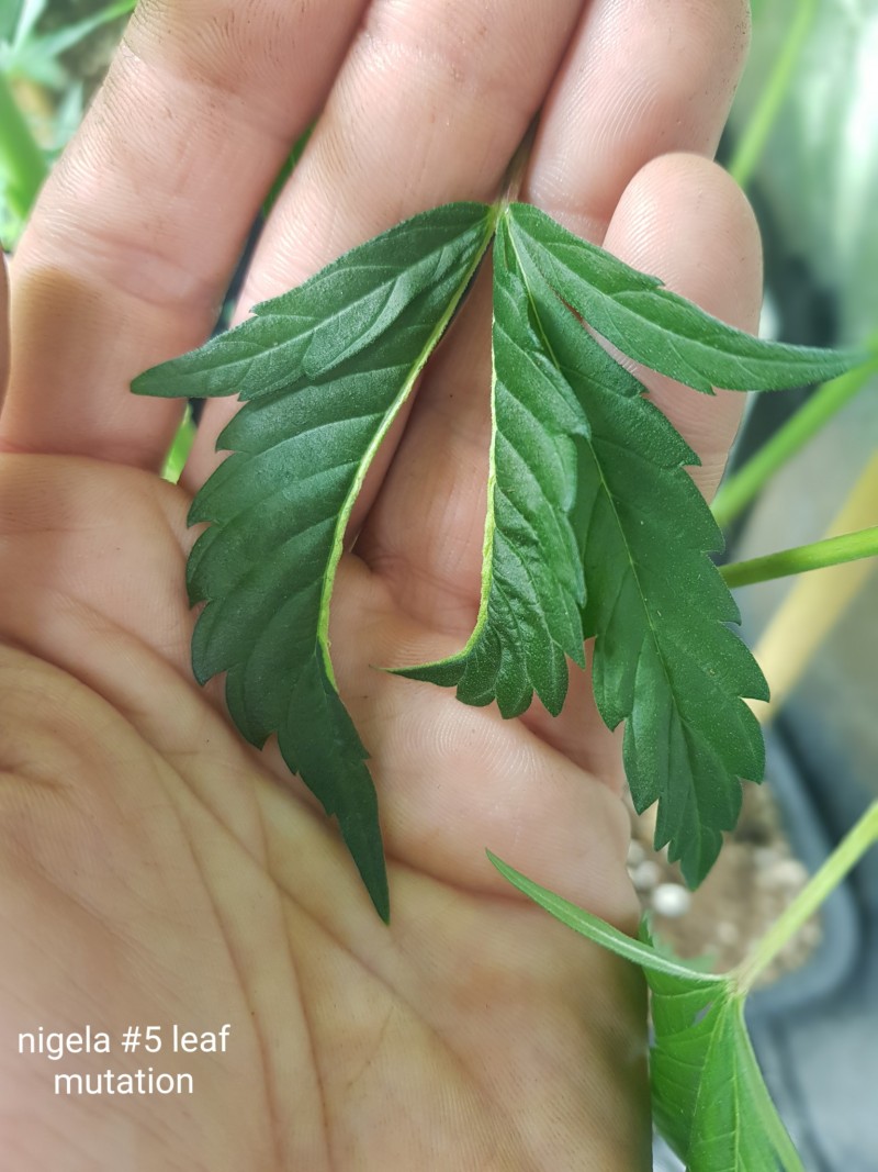 nigela #5 leaf mutation