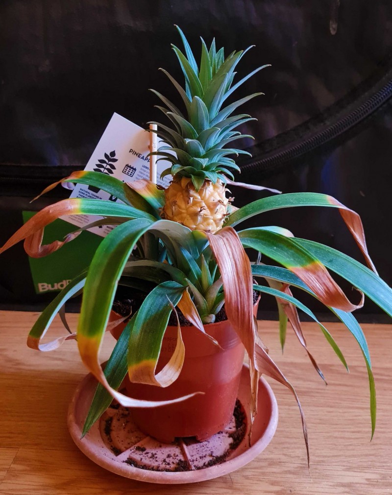 mn pineapple