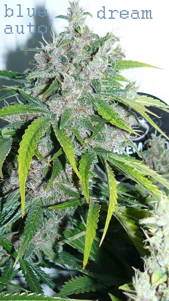 drobes 01 02 22 002