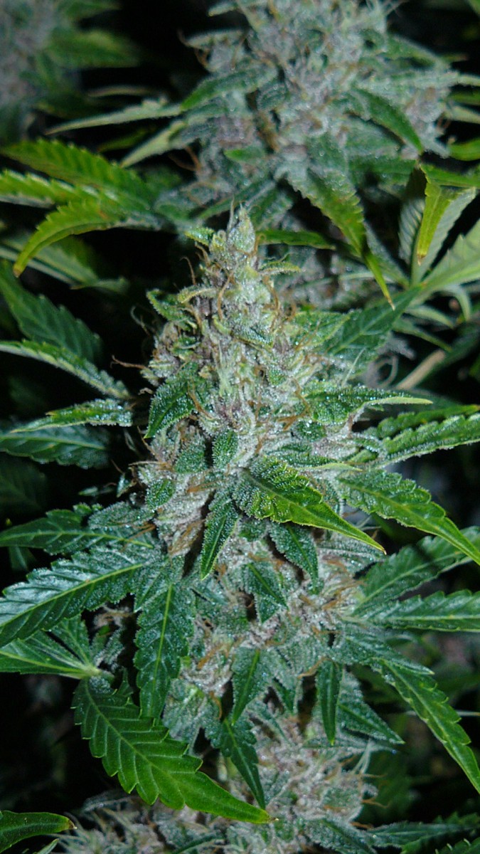 drobes 01 02 22 007