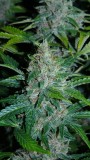 drobes 01 02 22 007