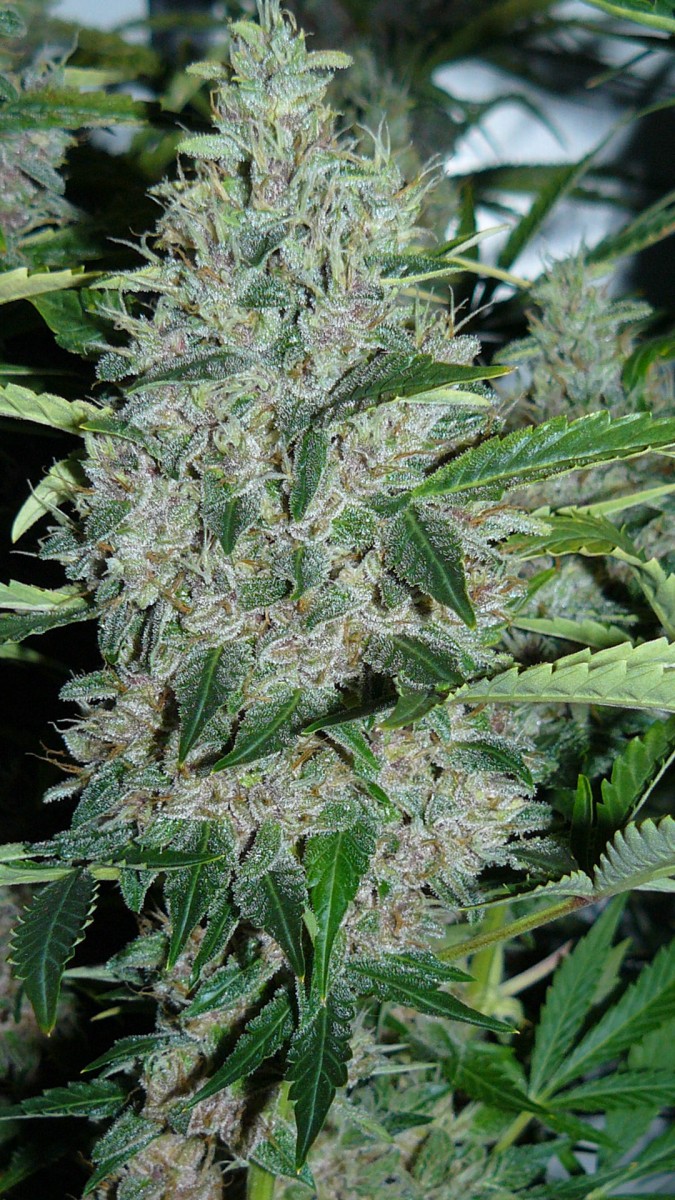 drobes 01 02 22 008