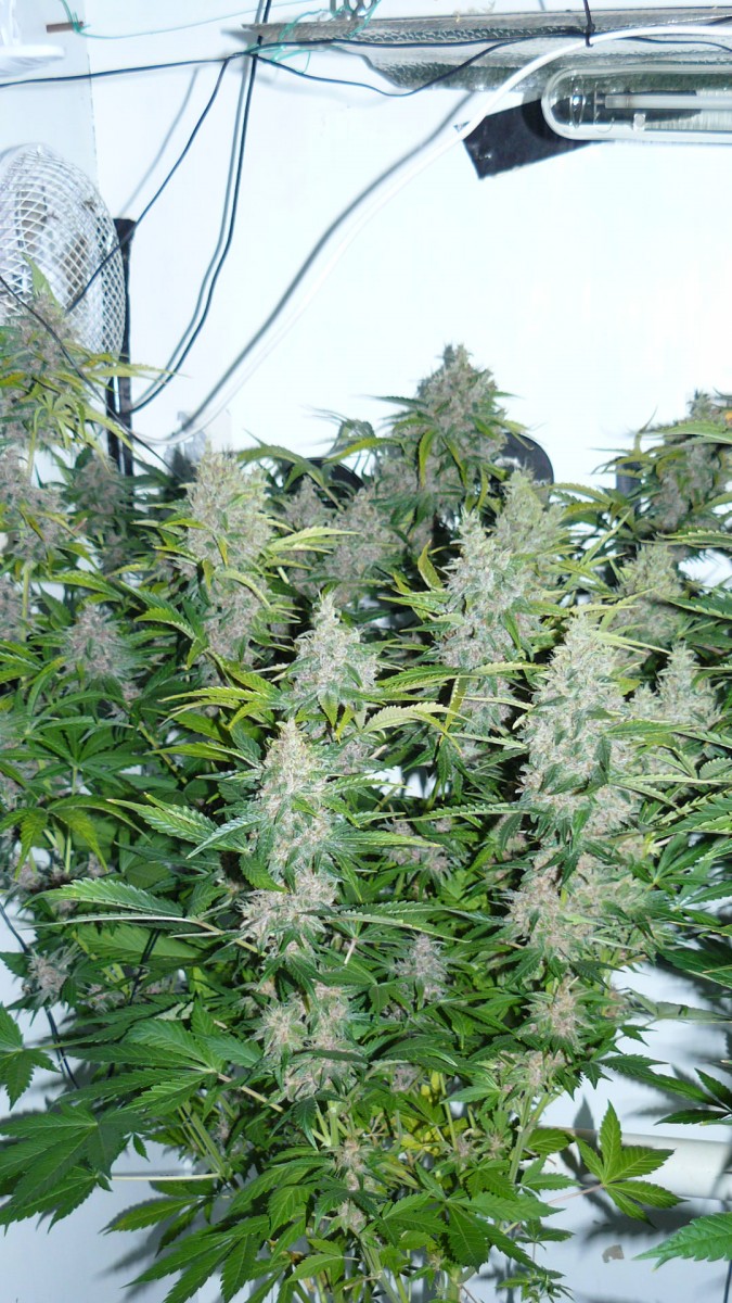 drobes 01 02 22 010