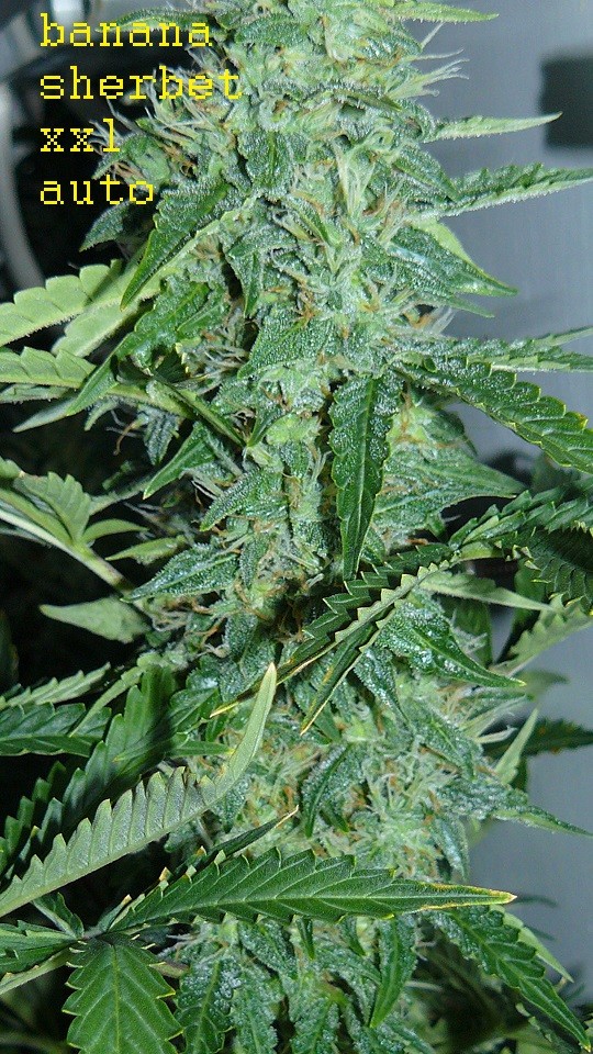 drobes 01 02 22 014