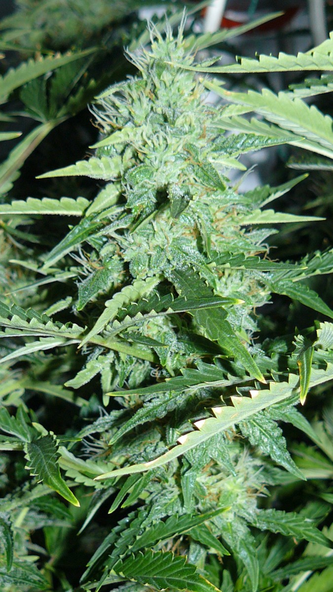 drobes 01 02 22 018