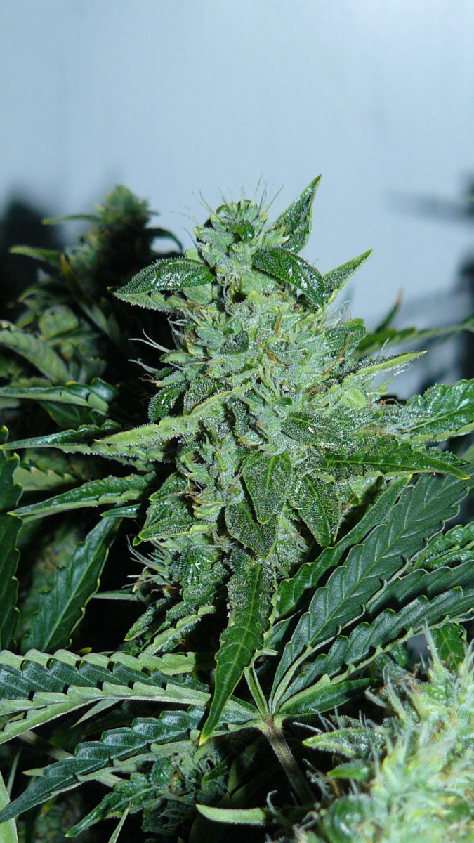 drobes 01 02 22 022