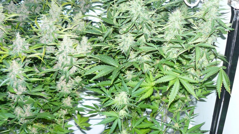 drobes 01 02 22 030