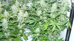 drobes 01 02 22 030
