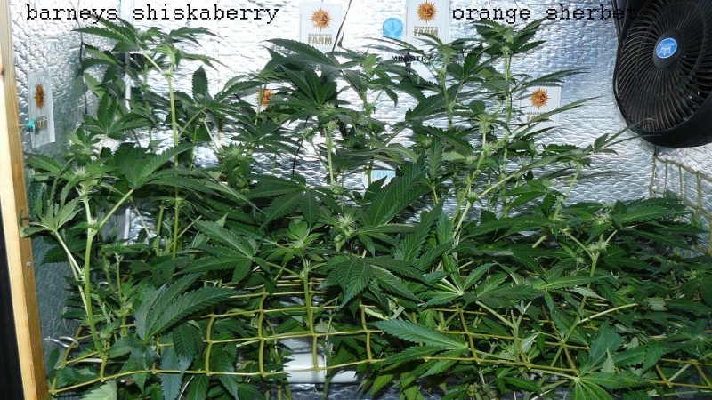 drobes 01 02 22 041