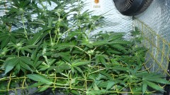 drobes 01 02 22 044