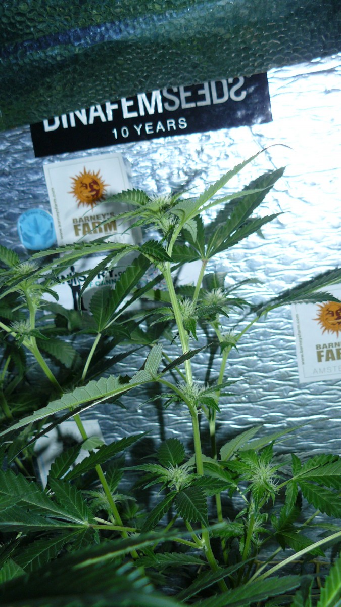 drobes 01 02 22 045