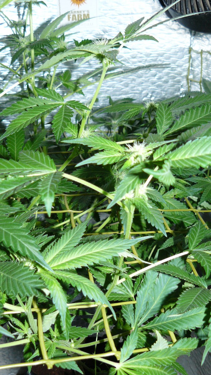 drobes 01 02 22 048