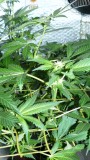 drobes 01 02 22 048