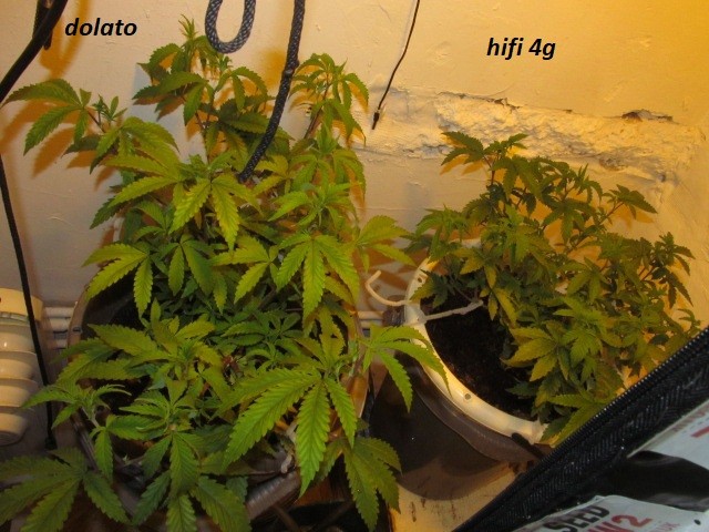 4 veg (1)