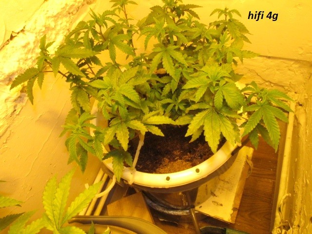 4 veg (3)