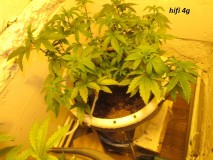 4 veg (3)