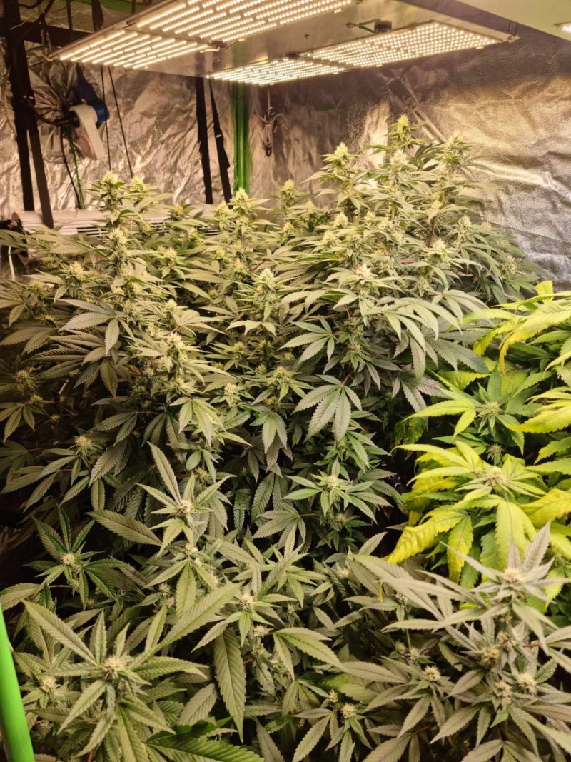 SS and ARC week4
