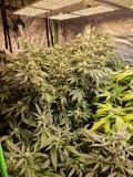 SS and ARC week4