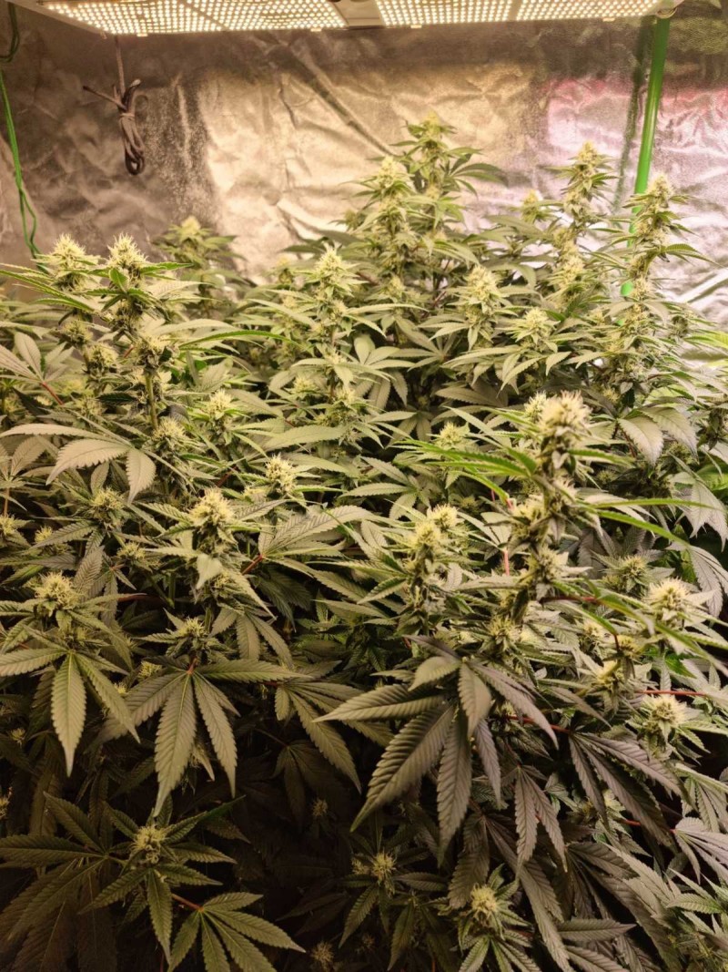 SS week 4