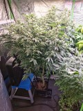 SS week 4B