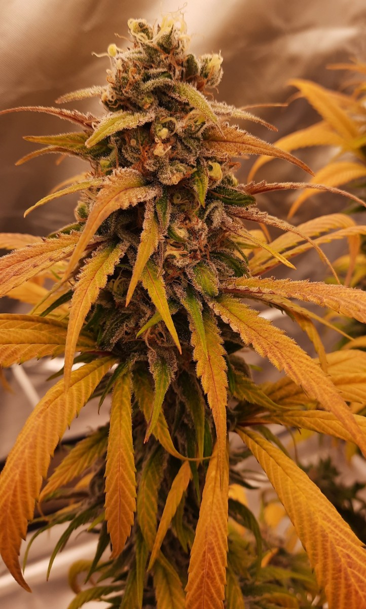 311 (9)