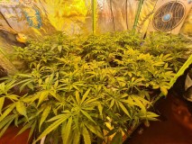 White Widow
