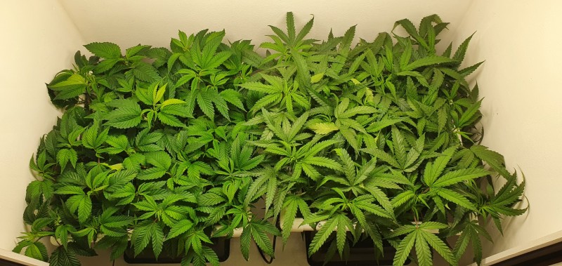 Blueberry Cookies / Wedding Cake