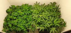 Blueberry Cookies / Wedding Cake