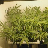 Blueberry Cookies / Wedding Cake