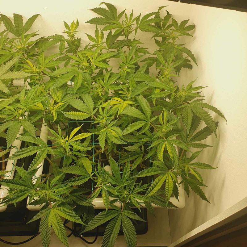 Blueberry Cookies / Wedding Cake
