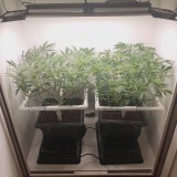 Blueberry Cookies / Wedding Cake
