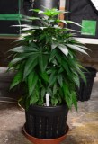 G13 Haze plants 1-4 31.12 (8) (544x800)