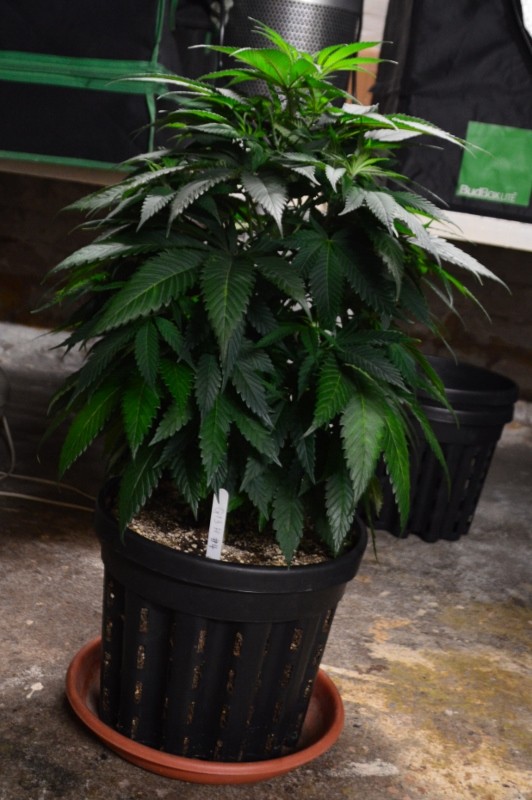 G13 Haze plants 1-4 31.12 (10) (532x800)