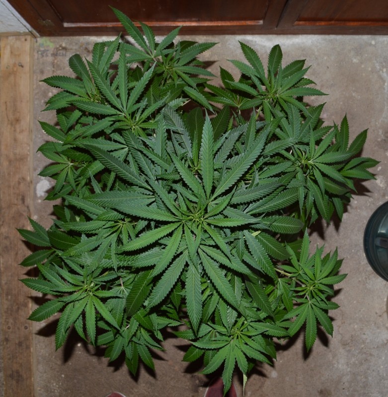 G13 Haze 01.02 (7) (781x800)