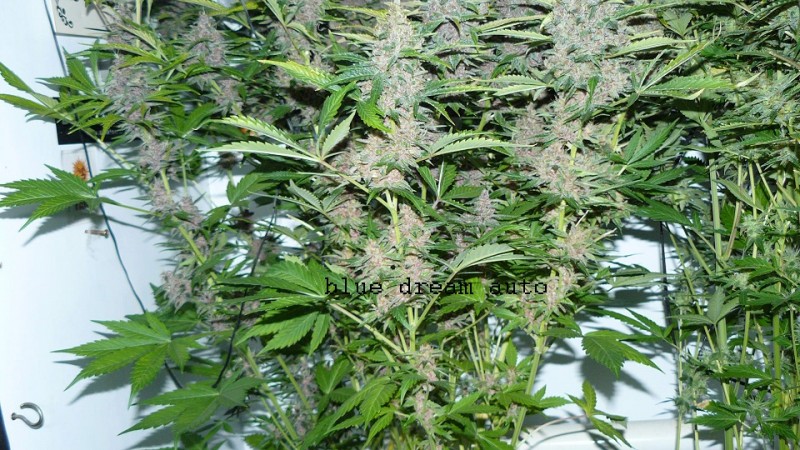 autos day 84 06 02 22 018