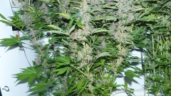 autos day 84 06 02 22 018