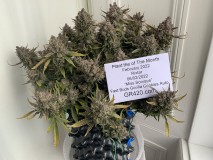 Miss Sonique POTM Feb 22