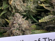 Miss Sonique POTM Feb 22 bud