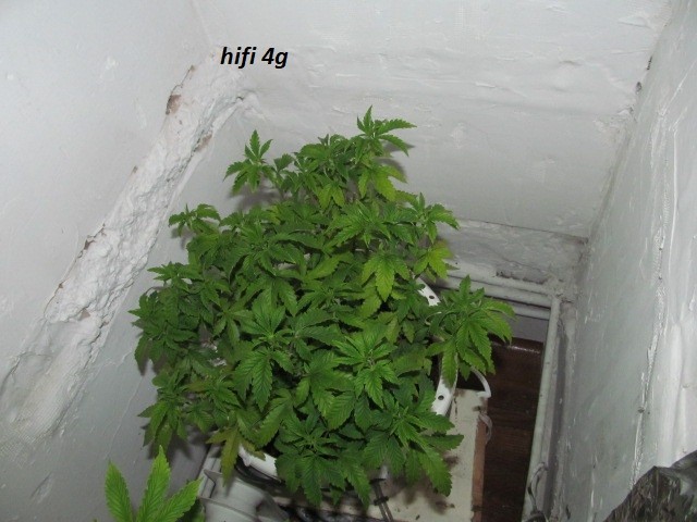 w1 bloom (2)