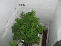 w1 bloom (2)