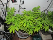 w1 bloom (3)