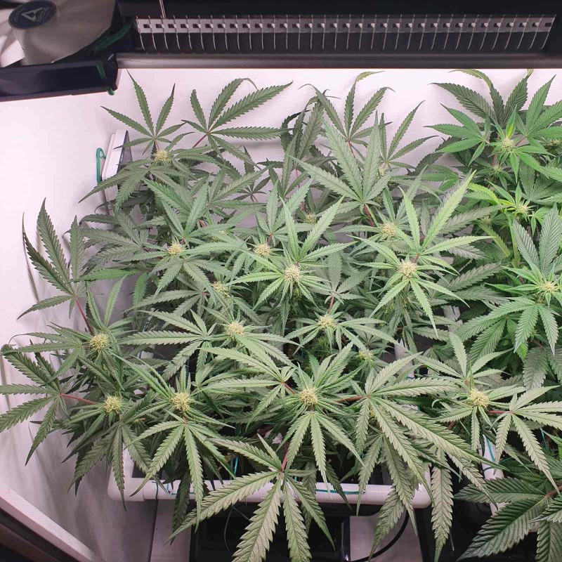 Week 3