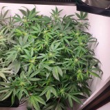 Week 3
