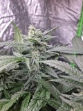 Zkittles week5
