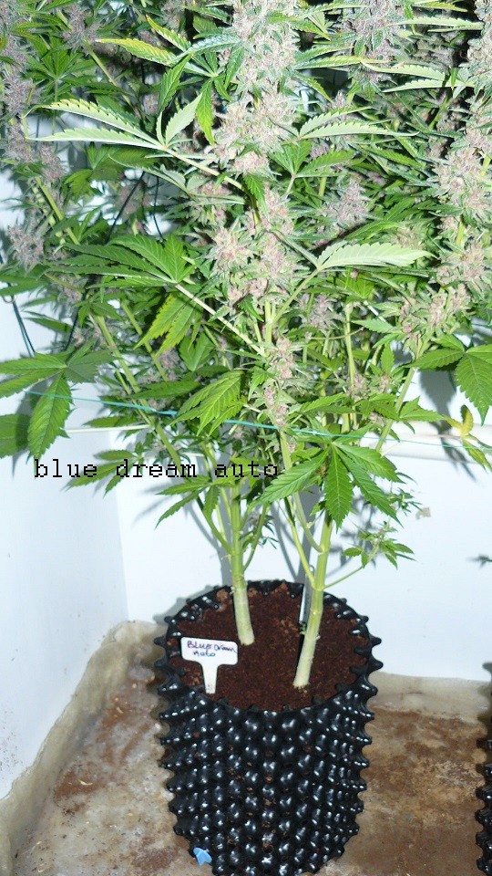 drobes days 76 autos scrogish 018