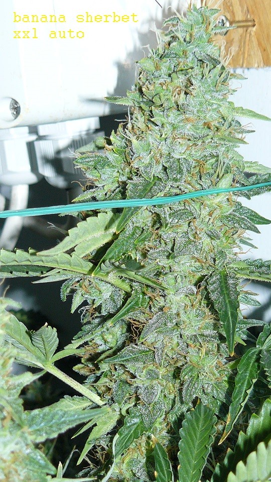 drobes days 76 autos scrogish 024