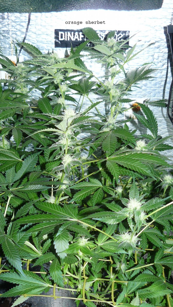drobes days 76 autos scrogish 047