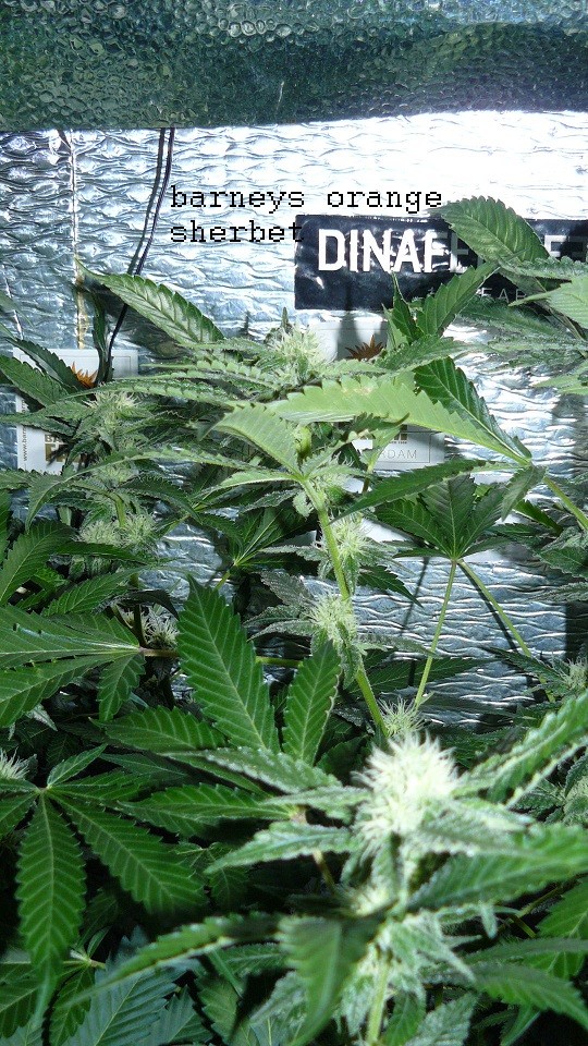 drobes days 76 autos scrogish 039